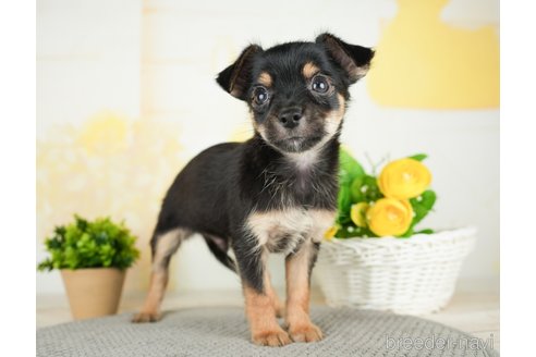 成約済の茨城県のミックス犬-283250の4枚目